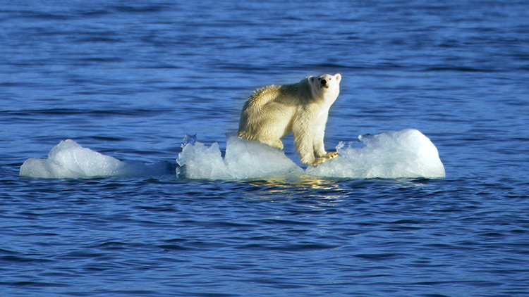 Polar bear on ice cap