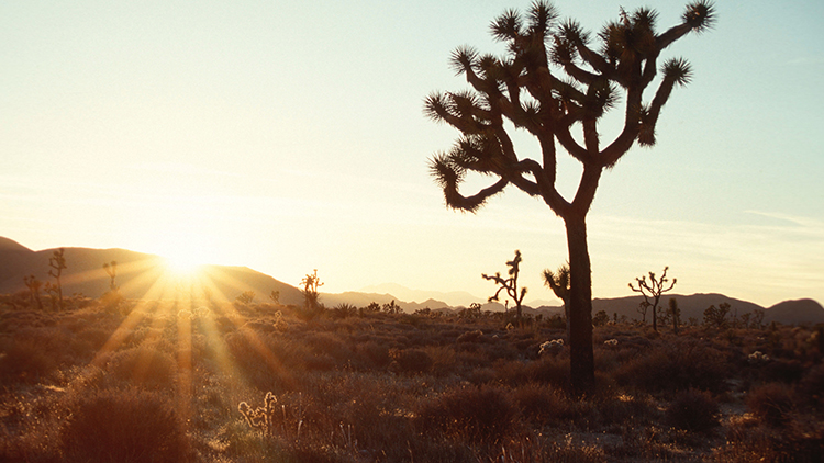 El Parque Nacional de Árboles de Josué: un desierto en riesgo