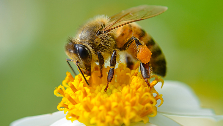 Bee pollinating a flower