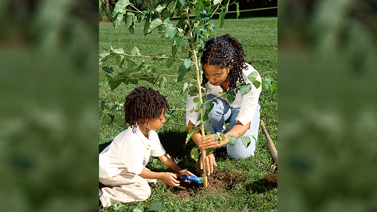 Planting a Tree