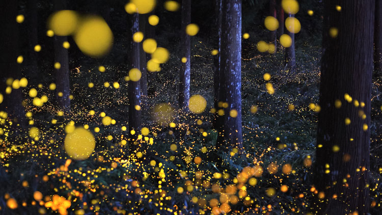 Smoky Mountain Synchronous Firefly Event 2020