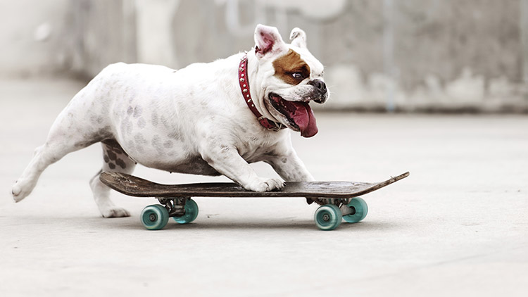 A dog riding a skateboard