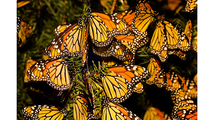 Oculto precedente Mucho Las monarcas migratorias