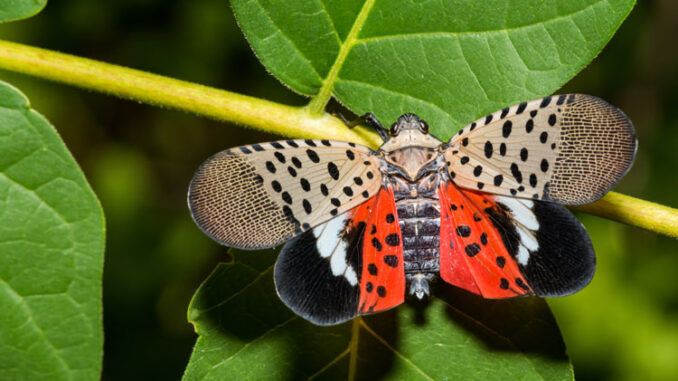 a spotted lanternfly