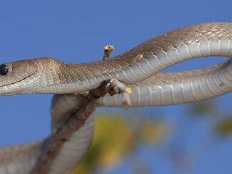 Black Mamba snake
