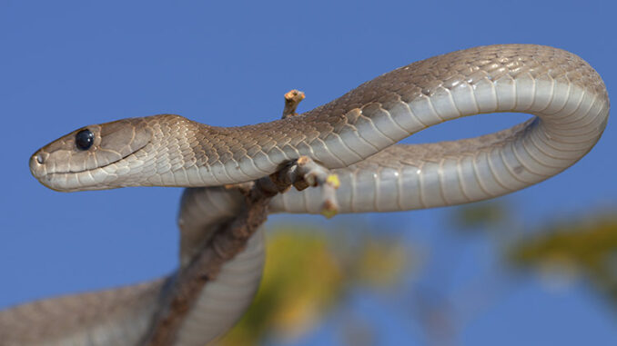 Black Mamba snake