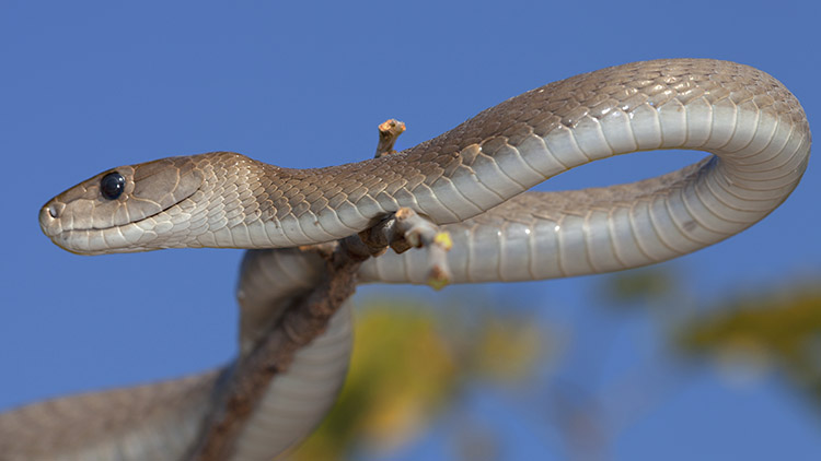 Black Mamba snake