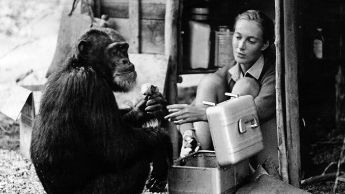 La Dra. Jane Goodall interactuando con un chimpancé alrededor de 1965.