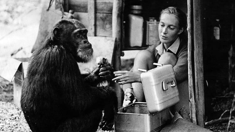 La Dra. Jane Goodall interactuando con un chimpancé alrededor de 1965.