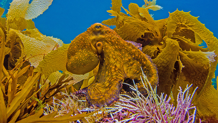 a yellow octopus against yellow seaweed