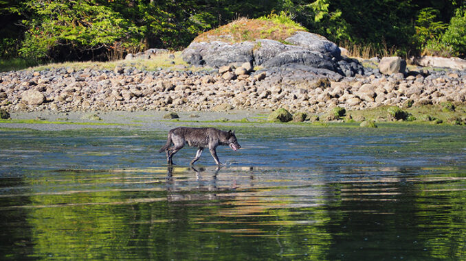 A lone coastal wolf explores the tidal zone on Vancouver Island, Canada.