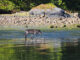 A lone coastal wolf explores the tidal zone on Vancouver Island, Canada.