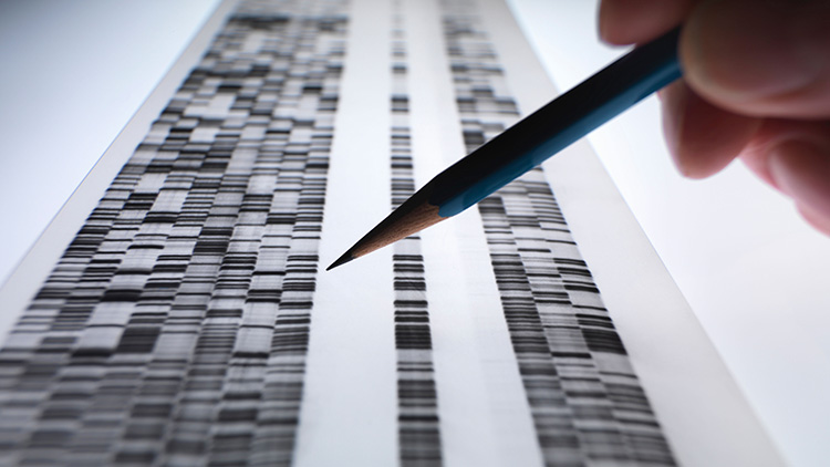 Scientist viewing DNA gel used in genetics and other sciences.
