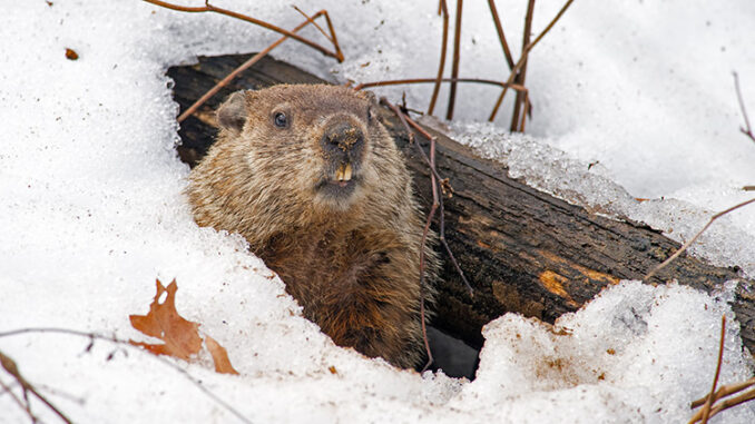 A groundhog emerging from a snow-covered den.