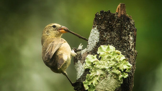 Woodpecker finch using stick as a tool for foraging.