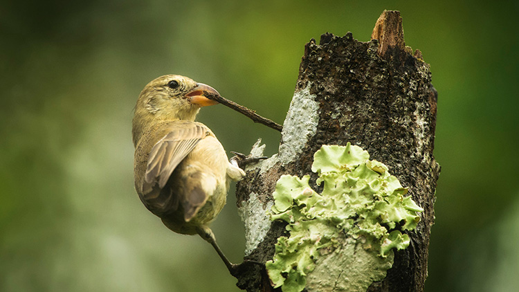 Woodpecker finch using stick as a tool for foraging.