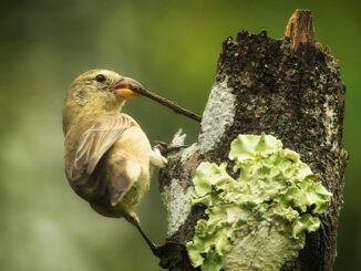 Pinzón carpintero usando un palito como herramienta para buscar comida.