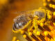 Bee covered in pollen.