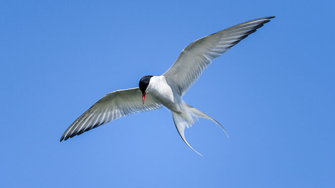 artic tern