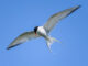 artic tern